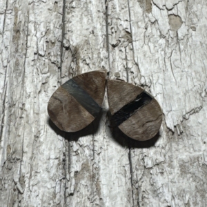 Sheep Horn inlay in Maple Burl Earrings
