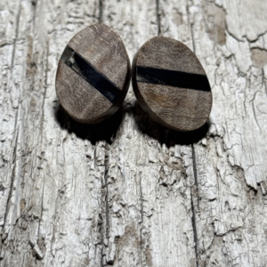 Sheep Horn inlay in Maple Burl Earrings